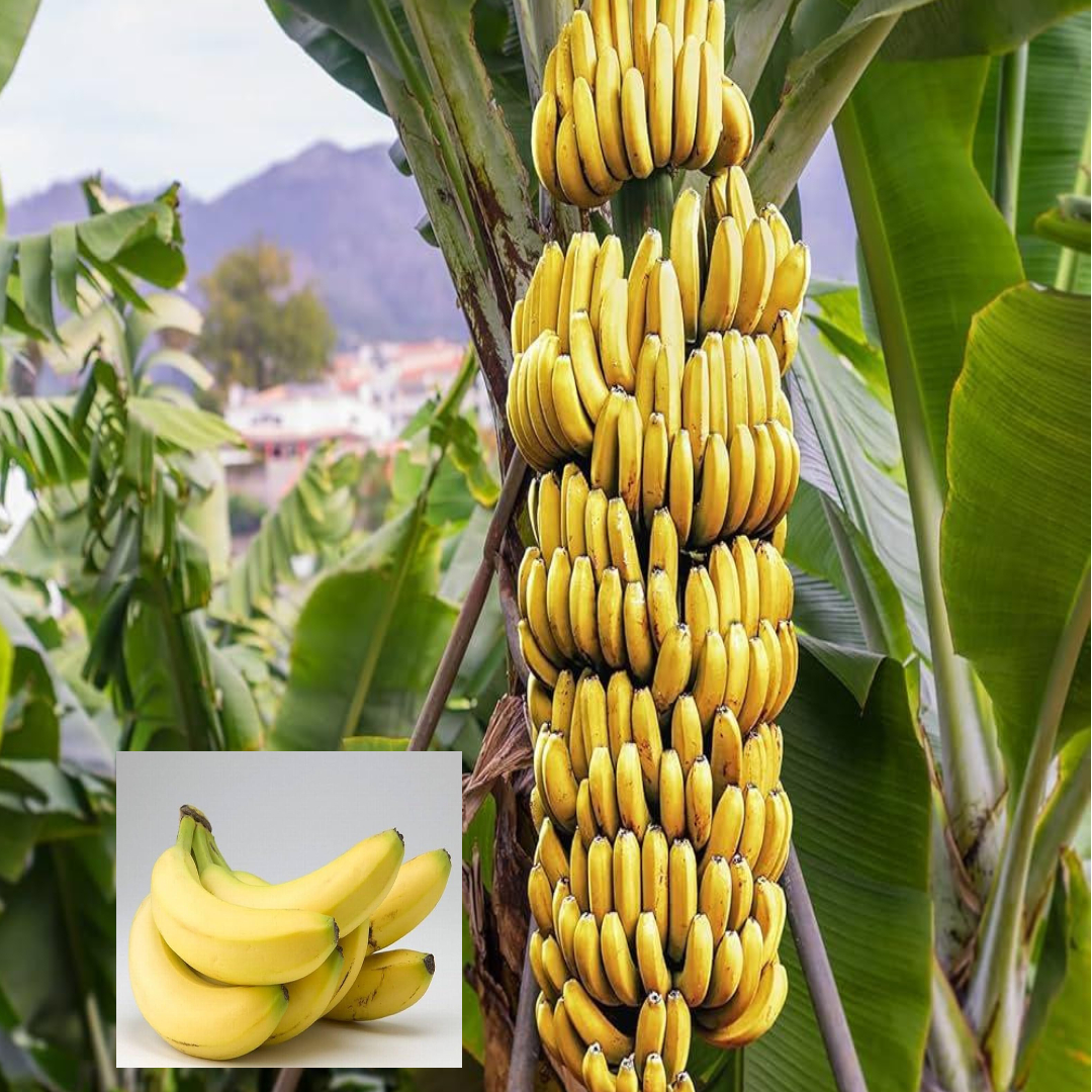 Singapuri Variety Banana Tissue Caltured Fruit Live Plants & Tree(1-2 Feet Size)