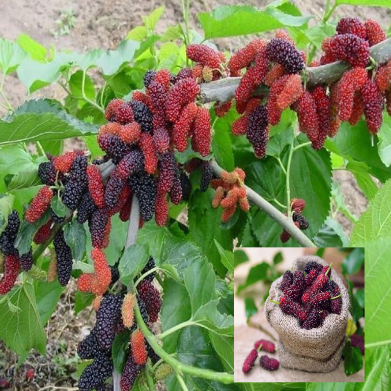 Mulberry Shahtoot All Time Variety Fruit (Air Layering/Grafted) Live Plants & Tree(1.5-3 Feet Size)