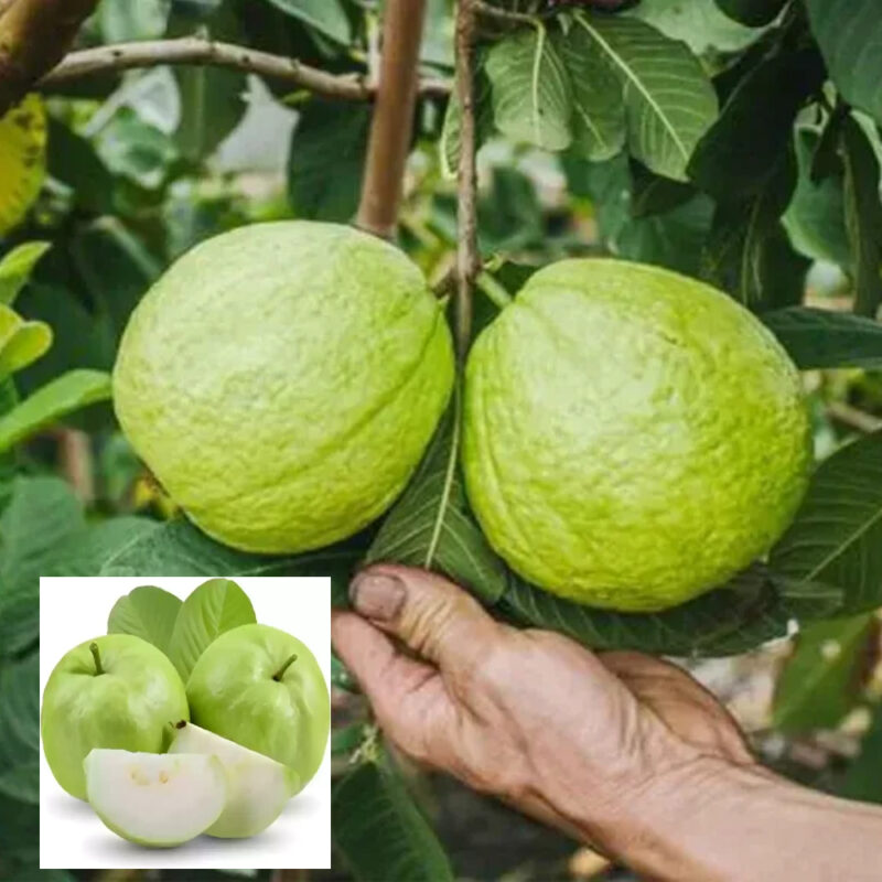 Guava Allahabad Safeda Amrood Variety Fruit (Air Layering/Grafted) Live Plants & Tree(1.5-3 Feet Size)