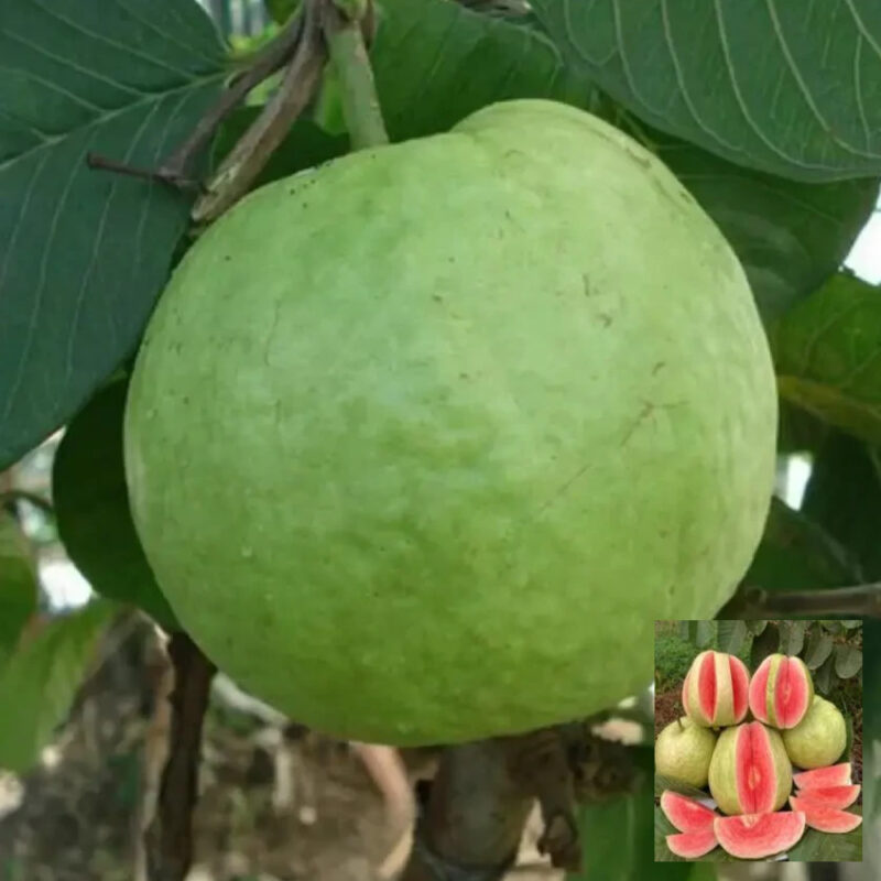 Guava Madhuri Amrood Variety Fruit (Air Layering/Grafted) Live Plants & Tree(1.5-3 Feet Size)