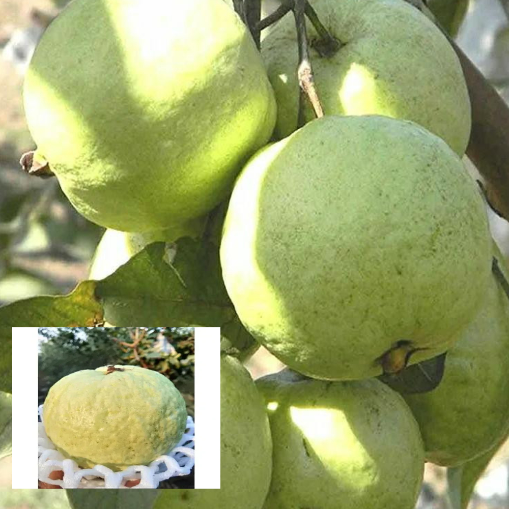 Guava VNR Bihi Amrood Variety Fruit (Air Layering/Grafted) Live Plants & Tree(1.5-3 Feet Size)