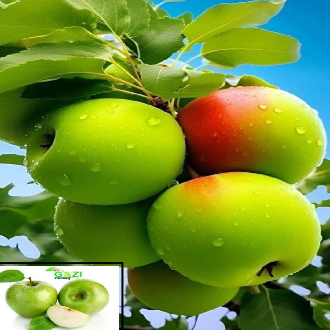 Apple Granny Smith Green Variety Grafted Seb Fruit Live Plants & Tree(1.5-3 Feet Size)