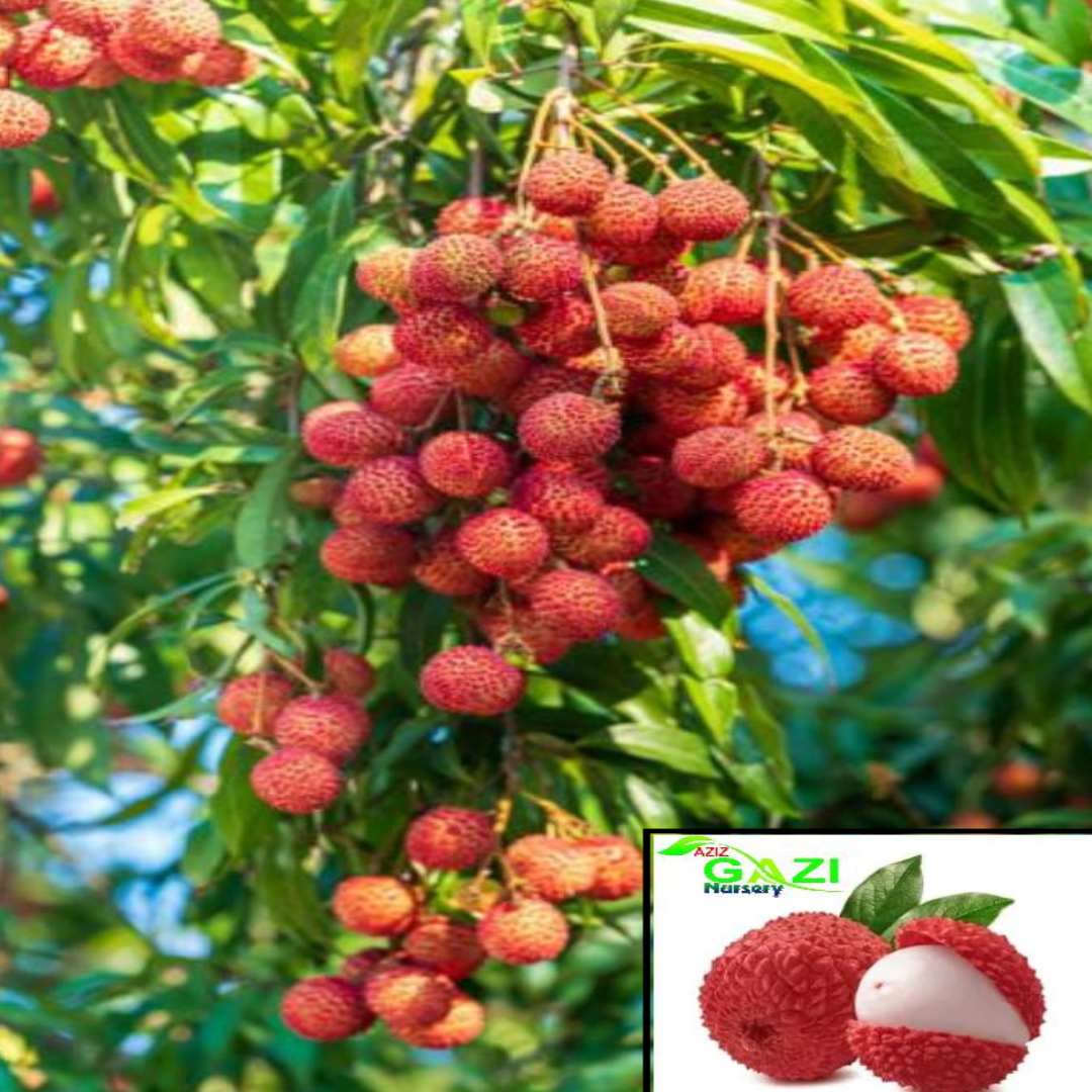Litchi Muzaffarpur Shahi Variety Lychee Fruit (Air Layering/Grafted) Live Plants & Tree(1-2 Feet Size)