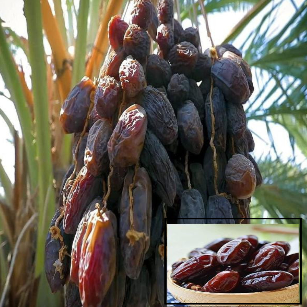 Dates Palm Ajwa Khurma Khajoor Arabian Variety Dwarf Fruit Live Plants & Tree(1.5-3 Feet Size)