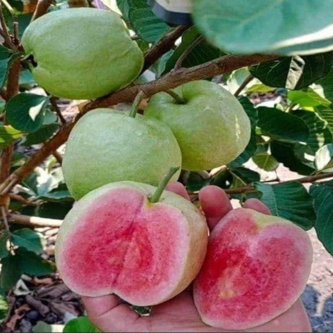 Amrood Red Dimond Guava Variety Fruit Grafted Live Plant & Tree(1.5-3 Feet Size)