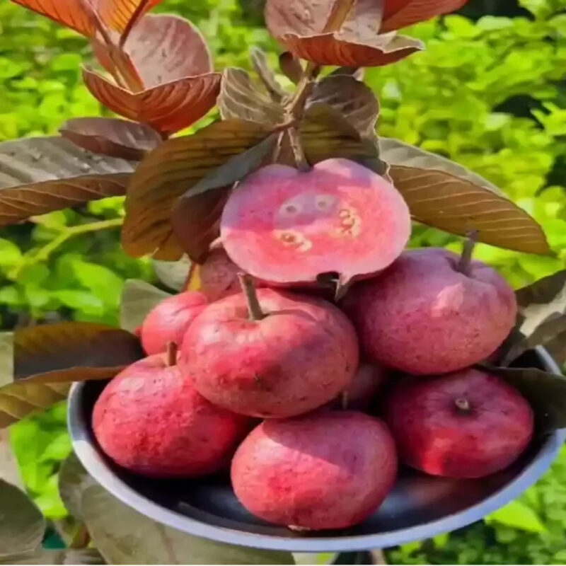 Guava Red Malaysian Amrood Variety Fruit (Air Layering/Grafted) Live Plants & Tree(1.5-3 Feet Size)