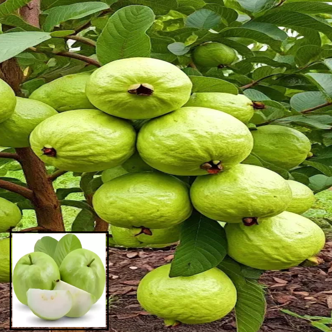 Braipuri Guava Amrood Variety Fruit (Air Layering/Grafted) Live Plants & Tree(1.5-3 Feet Size)