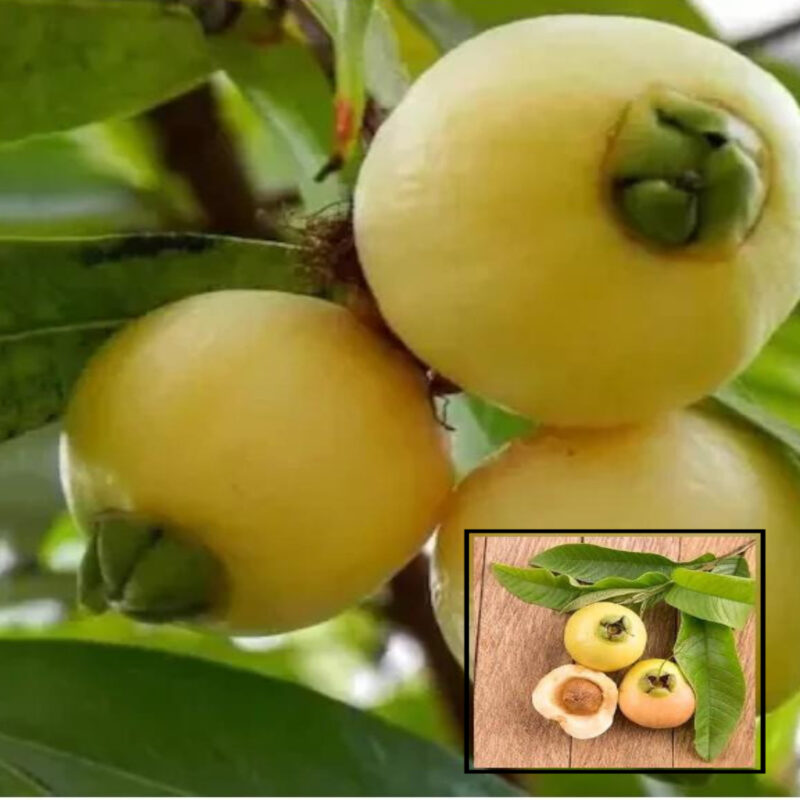 Rose Apple Gulab Jamun Jambos Variety Fruit (Air Layering/Grafted) Live Plants & Tree(1.5-3 Feet Size)