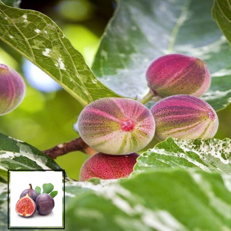 Anjeer Poona Variety Fig Fruit (Air Layering/Grafted) Live Plants & Tree(1-2 Feet Size)