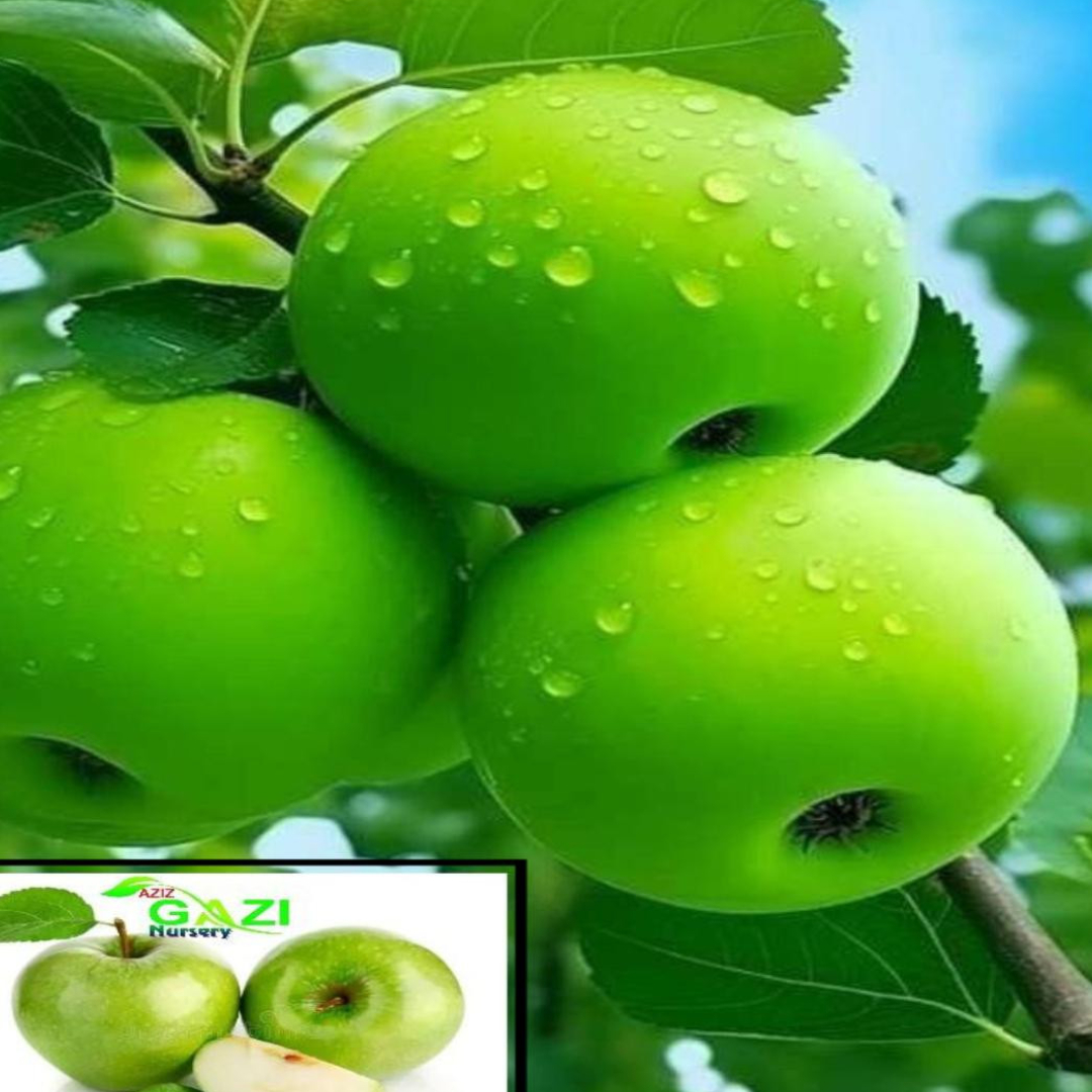 Apple Granny Smith Green Variety Grafted Seb Fruit Live Plants & Tree(1.5-3 Feet Size)