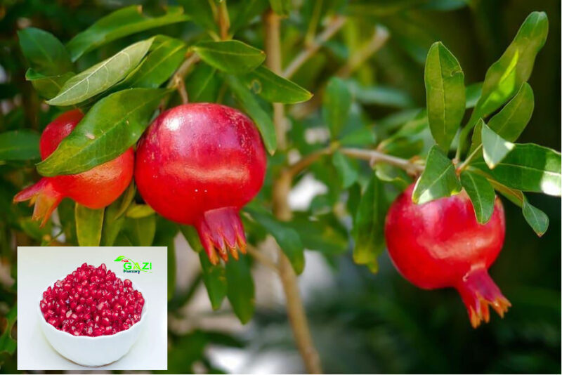 Pomegranate Madhura Variety Anar Fruit (Air Layering/Grafted) Live Plants & Tree (1.5-3 Feet Size)