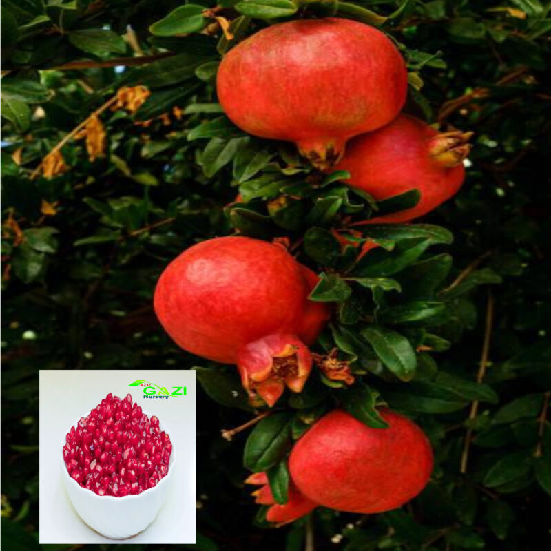 Pomegranate Super Bhagwa Variety Anar Fruit (Air Layering/Grafted) Live Plants & Tree (1.5-3 Feet Size)