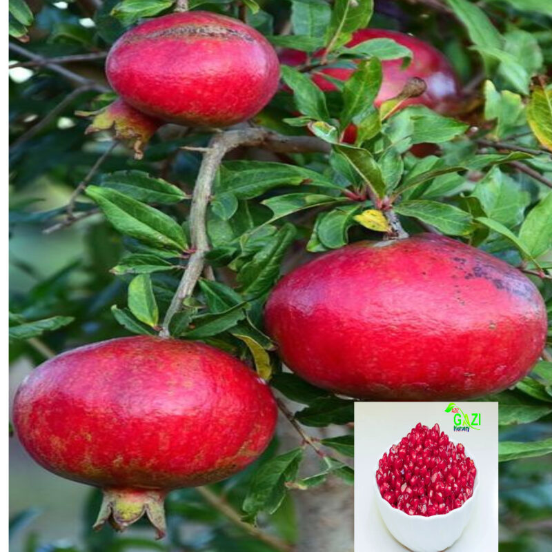 Pomegranate Granada Variety Fruit (Air Layering/Grafted) Anar Live Plants & Tree(1.5-3 Feet Size)