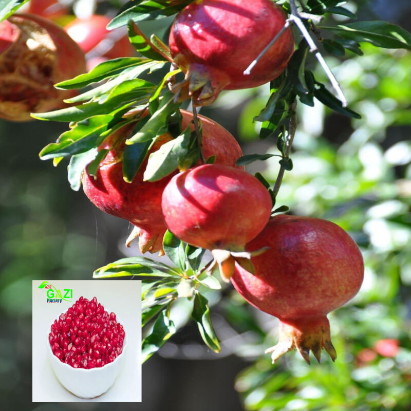 Pomegranate Ruby Hybrid Variety Anar Fruit (Air Layering/Grafted) Live Plants & Tree (1.5-3 Feet Size)