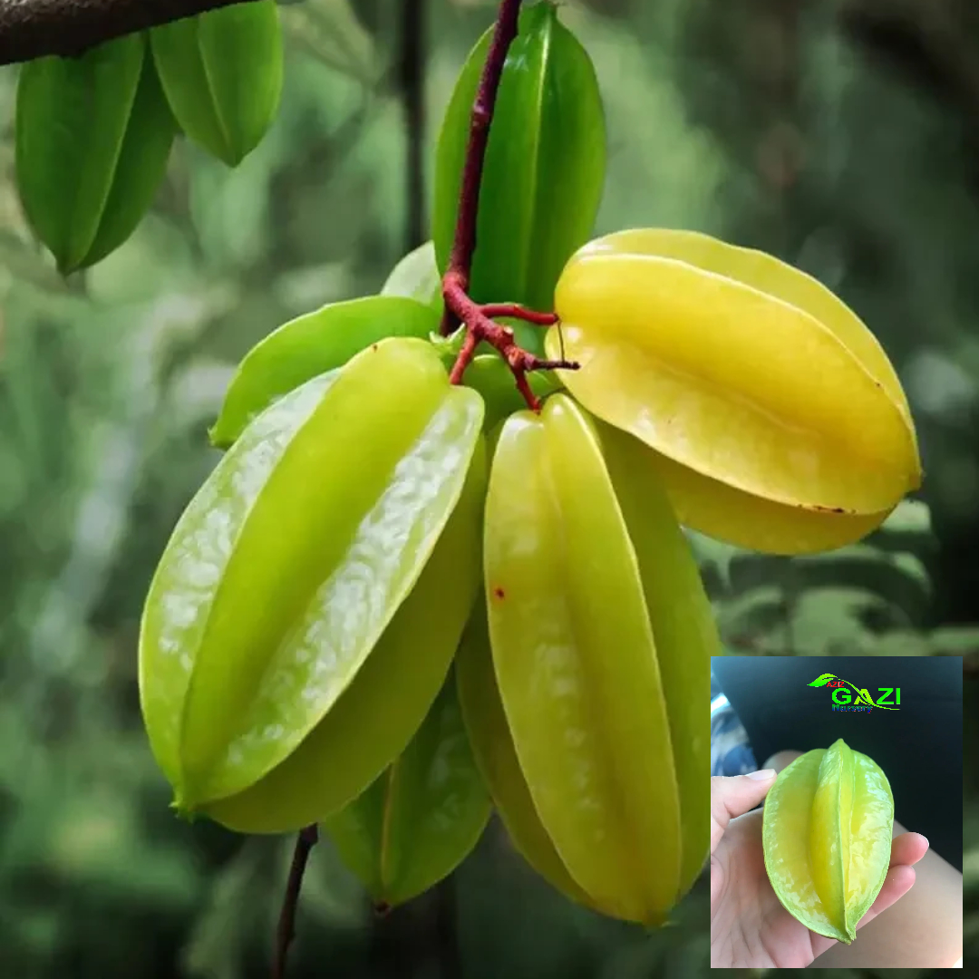 Star Fruit Sour Carambola Kamranga Amrak variety Grafted Fruit Live Plants & Tree(1.5-3 Feet Size)