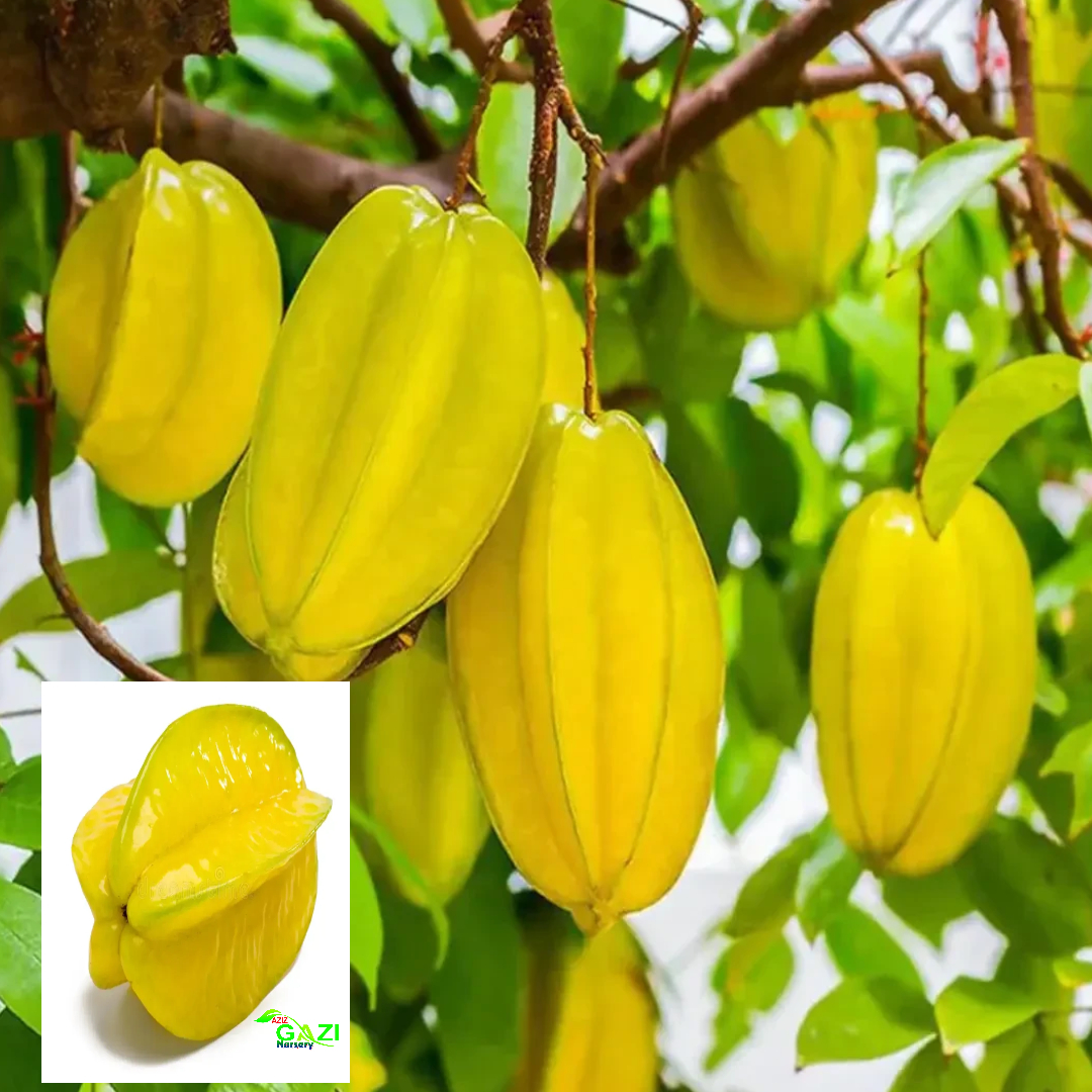 Star Fruit Thai Sweet Carambola Kamranga Amrak variety Grafted Fruit Live Plants & Tree (1.5-3 Feet Size)