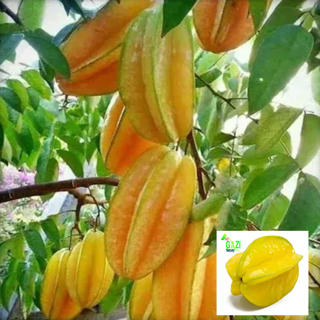 Special SWEET Yellow STAR Fruit Plant, Thai variety Grafted Fruit Live Plants & Tree (1.5-3 Feet Size)