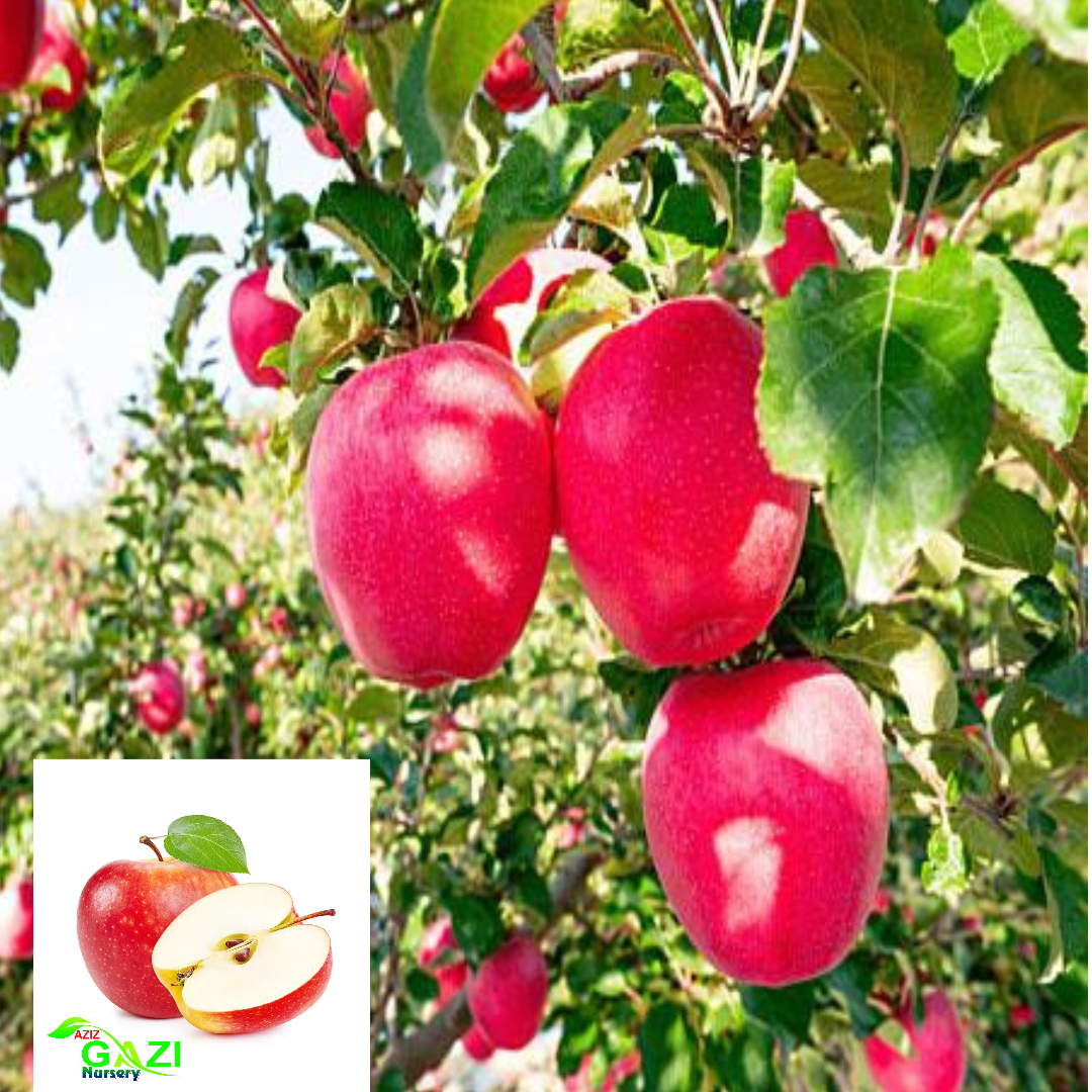 Apple Red Gala Variety Grafted Seb Fruit Live Plants & Tree(1.5-3 Feet Size)