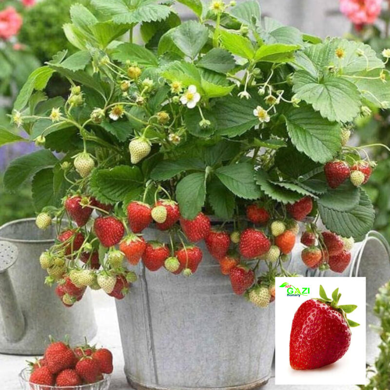 Live Red Gauntlet Strawberry Fruit Live Healthy Hybrid Live Plant Pack of 1