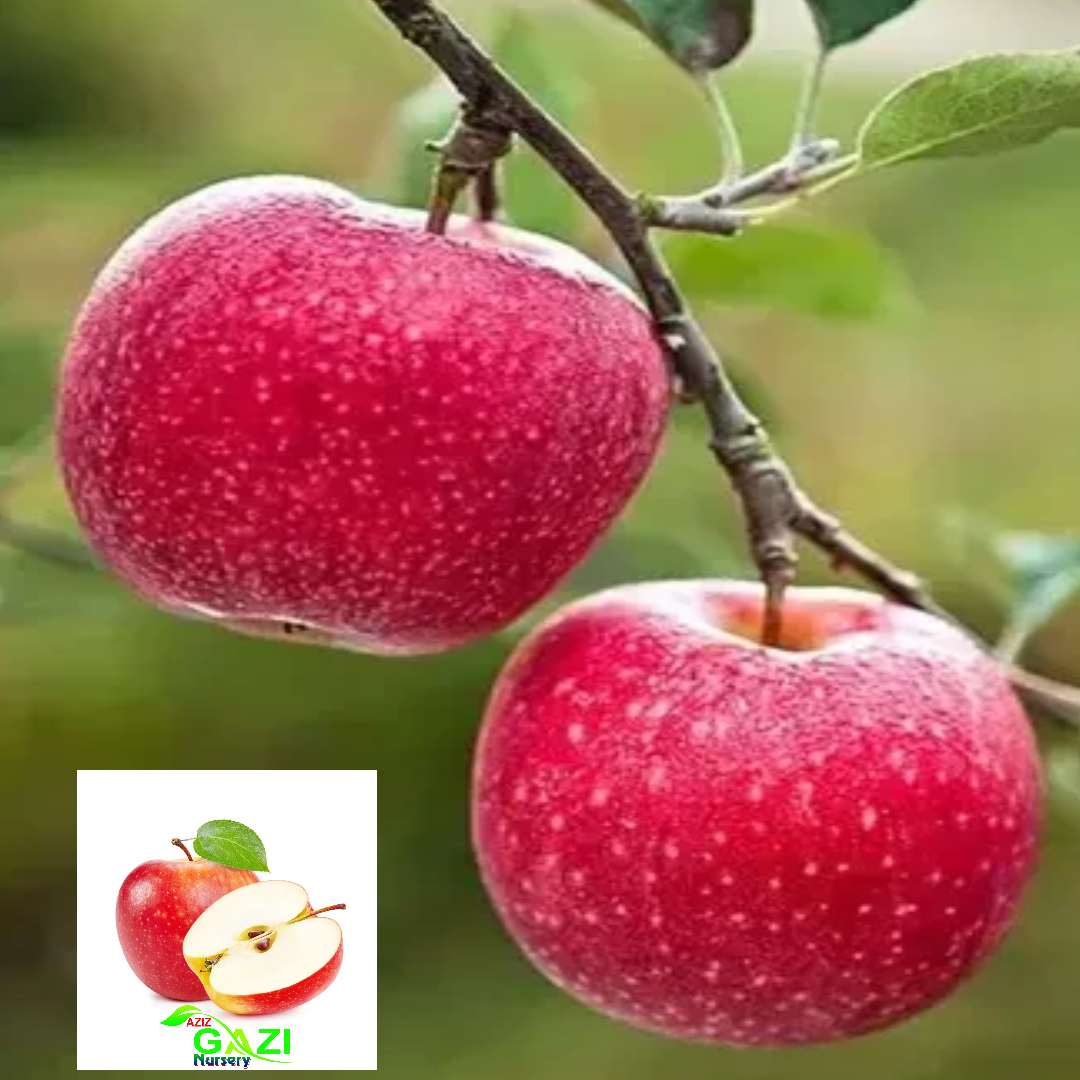 Apple Tropic Sweet Low Chill Variety Grafted Seb Fruit Live Plants & Tree(1.5-3 Feet Size)