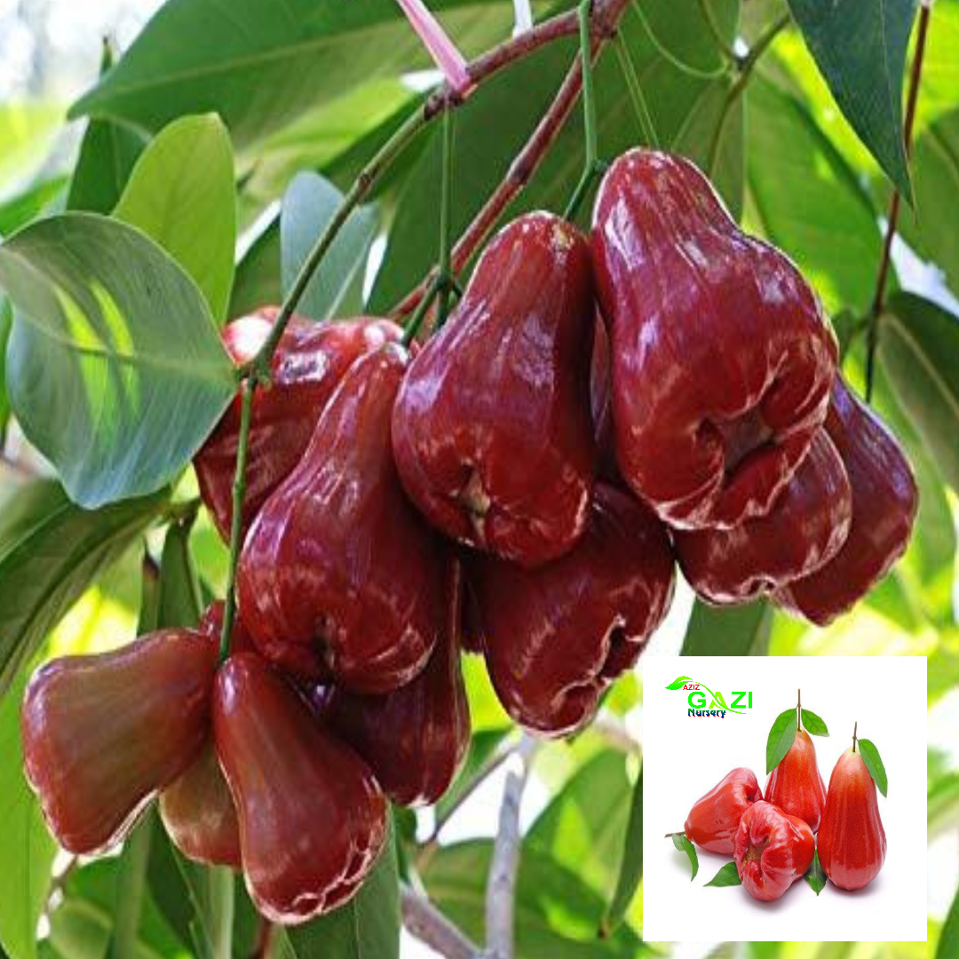 Red Malay Wax Apple Water Apple Java Apple Variety Fruit (Air Layering/Grafted) Live Plants & Tree(1.5-3 Feet Size)