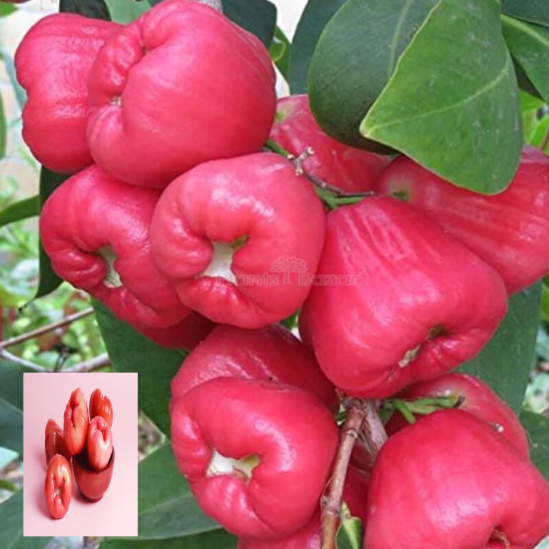 Red Wax Apple Water Fruit Live Plant (1.5-3 Feet Height)