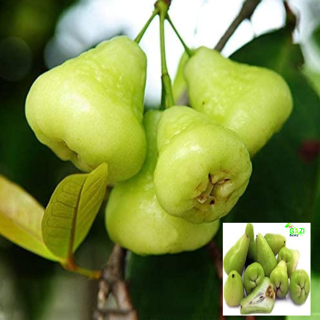 Green Wax Apple Water Apple Java Apple Variety Fruit (Air Layering/Grafted) Live Plants & Tree(1.5-3 Feet Size)