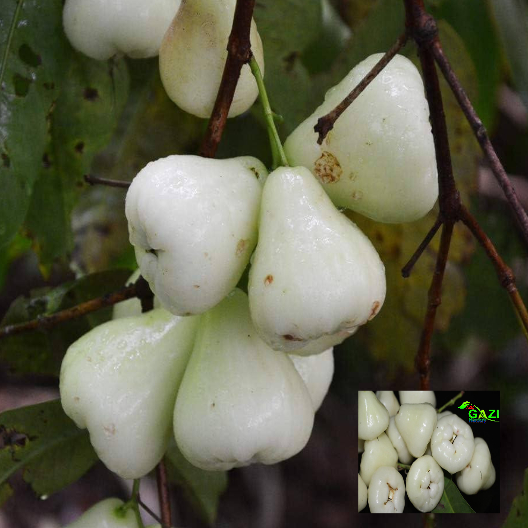 White Wax Apple Water Apple Java Apple Variety Fruit (Air Layering/Grafted) Live Plants & Tree(1.5-3 Feet Size)