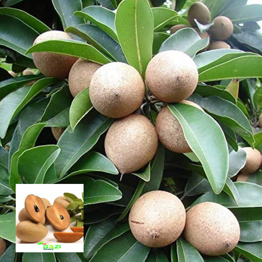 Chikoo Thai Kalapatti Sapota variety Grafted Fruit Live Plants & Tree(1.5-3 Feet Size)