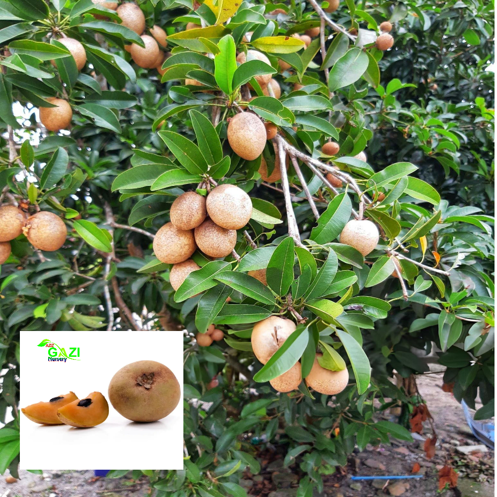 Chikoo Cricket Ball Sapota variety Grafted Fruit Live Plants & Tree(1.5-3 Feet Size)