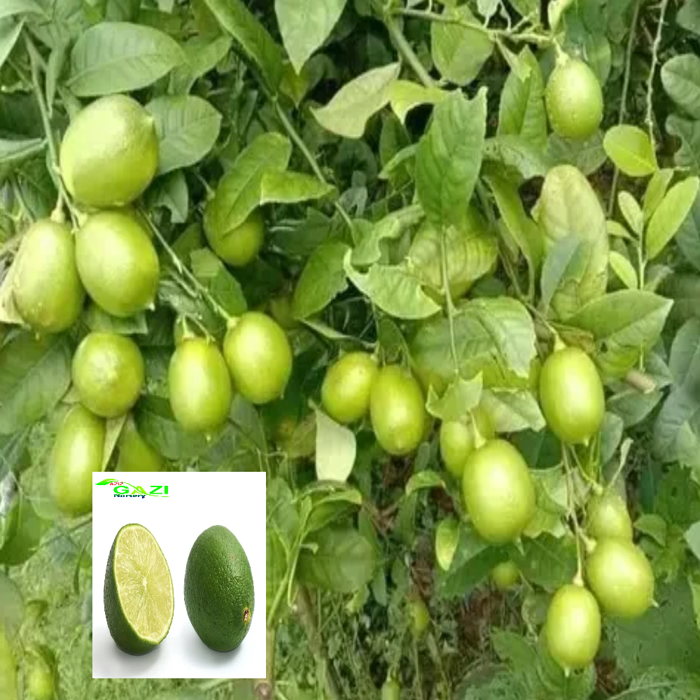 Nimbu China 3 Seedless Lemon Variety Fruit (Air Layering/Grafted) Live Plants & Tree(1-2 Feet Size)