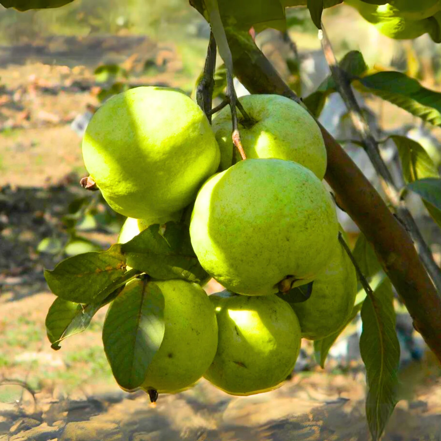 VNRGuavaLivePlant-Seed2Plant