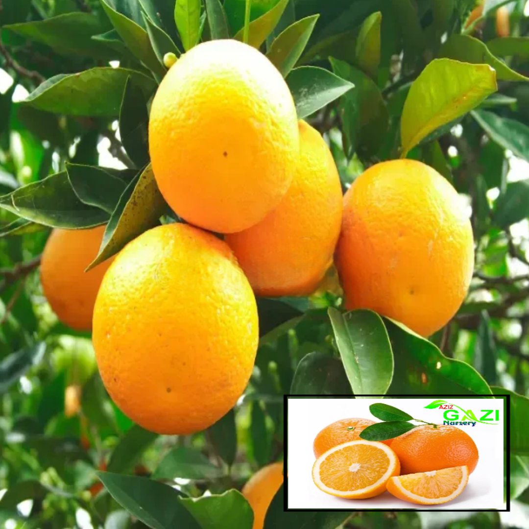 Bhutani Chataki Orange Variety Grafted Santra Fruit Live Plants & Tree(1-2 Feet Size)