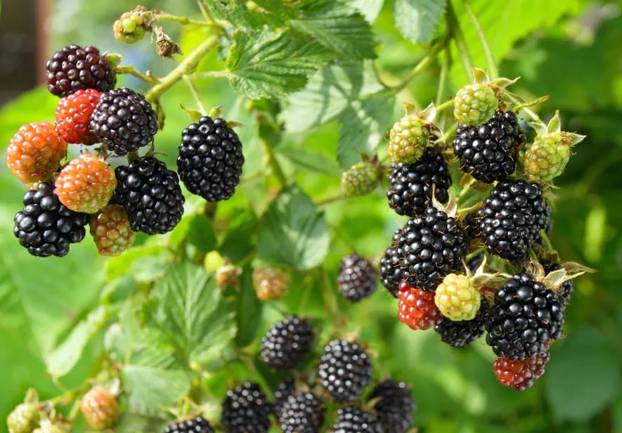 blackberries-blackberry-fruit-aggregate-drupelets-flower-carpels