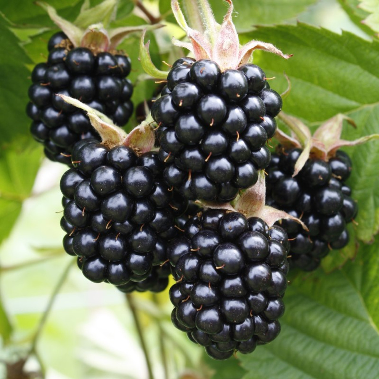 blackberry-chester-01__42500