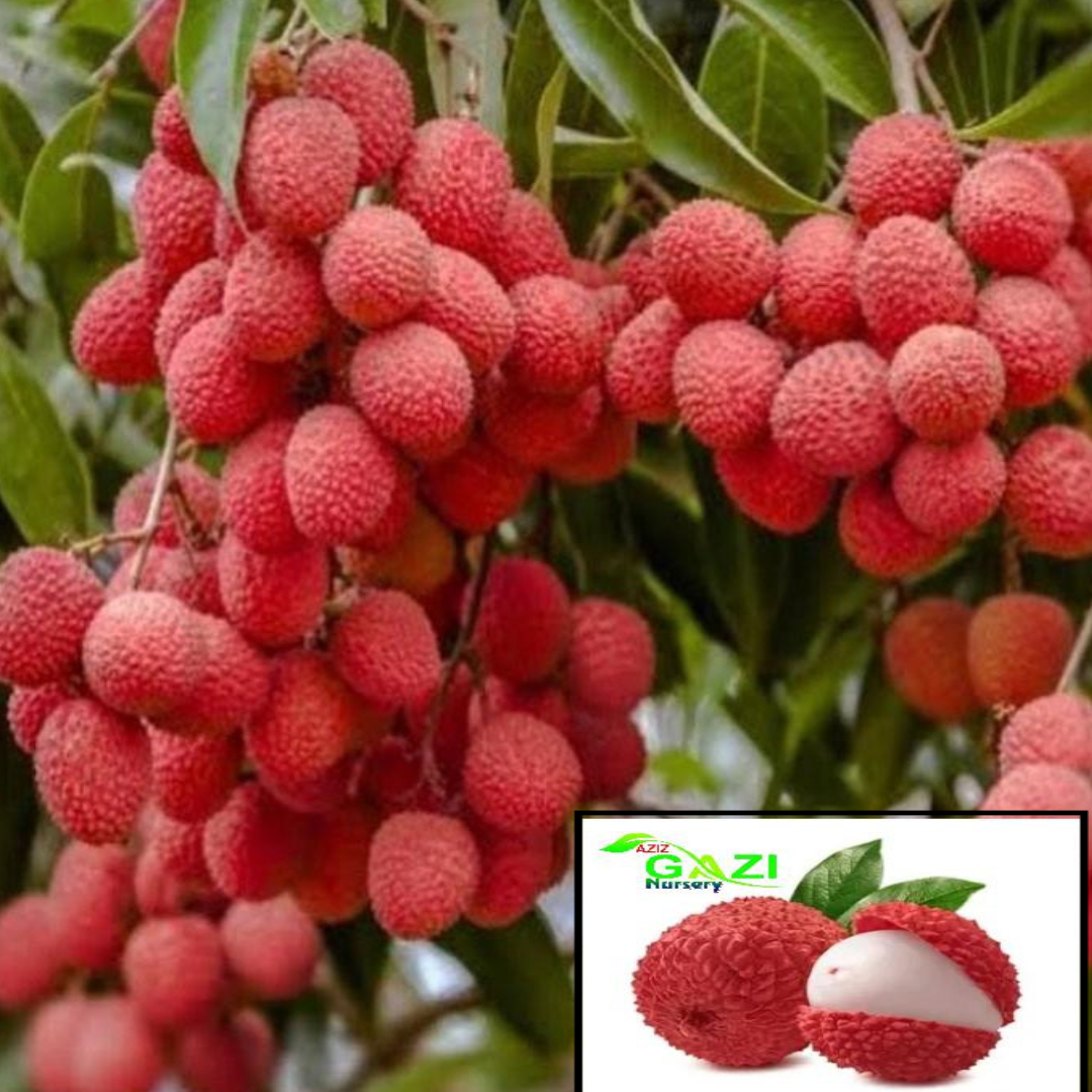 Litchi Chinensis Variety Lychee Fruit (Air Layering/Grafted) Live Plants & Tree(1-2 Feet Size)