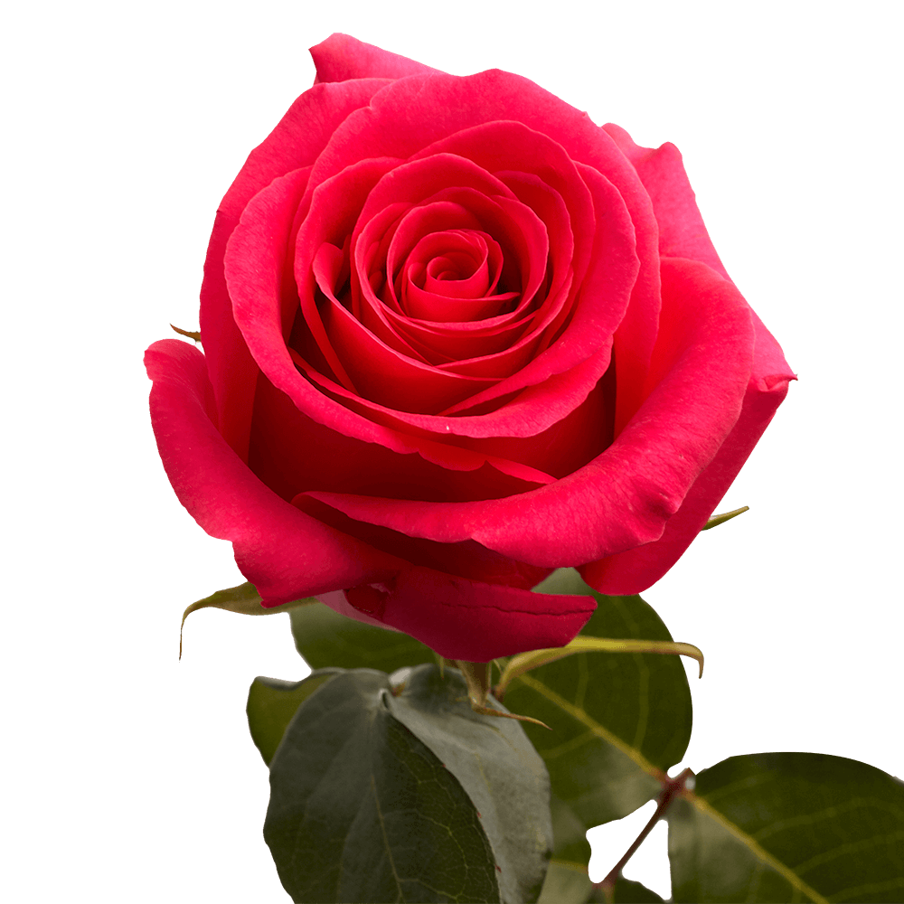 choose-your-quantity-of-roses-globalrose