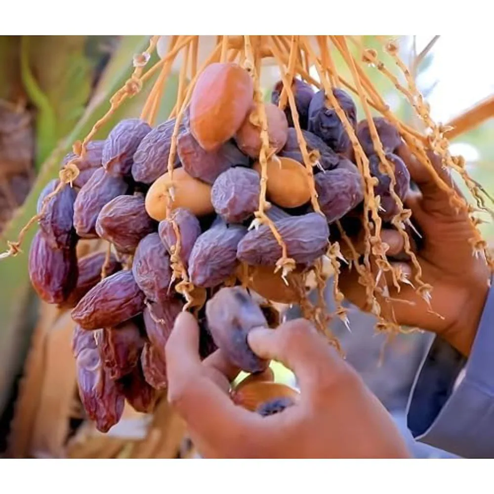 cloud-farm-dates-palm-khurma-khajoor-arabian-variet-pack-of-1-scf_146-product-images-orv9g7on39n-p608823967-2-202404220945