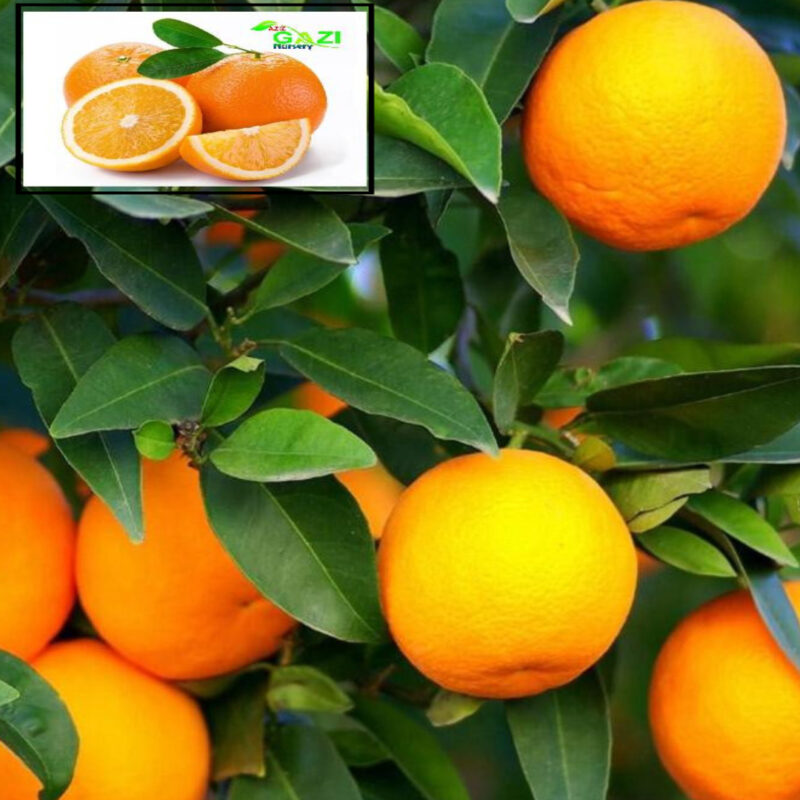 Darjeeling Orange Variety Grafted Santra Fruit Live Plants & Tree(1-2 Feet Size)