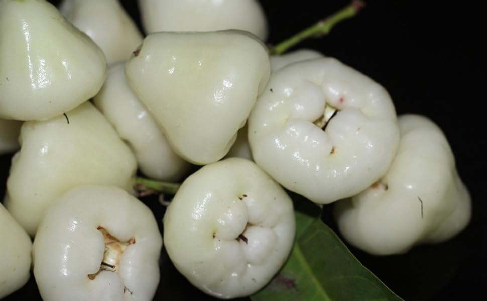 e6580539-1162-49e4-8a5f-c54b19b55b43.__CR22,0,970,600_PT0_SX970_V1___