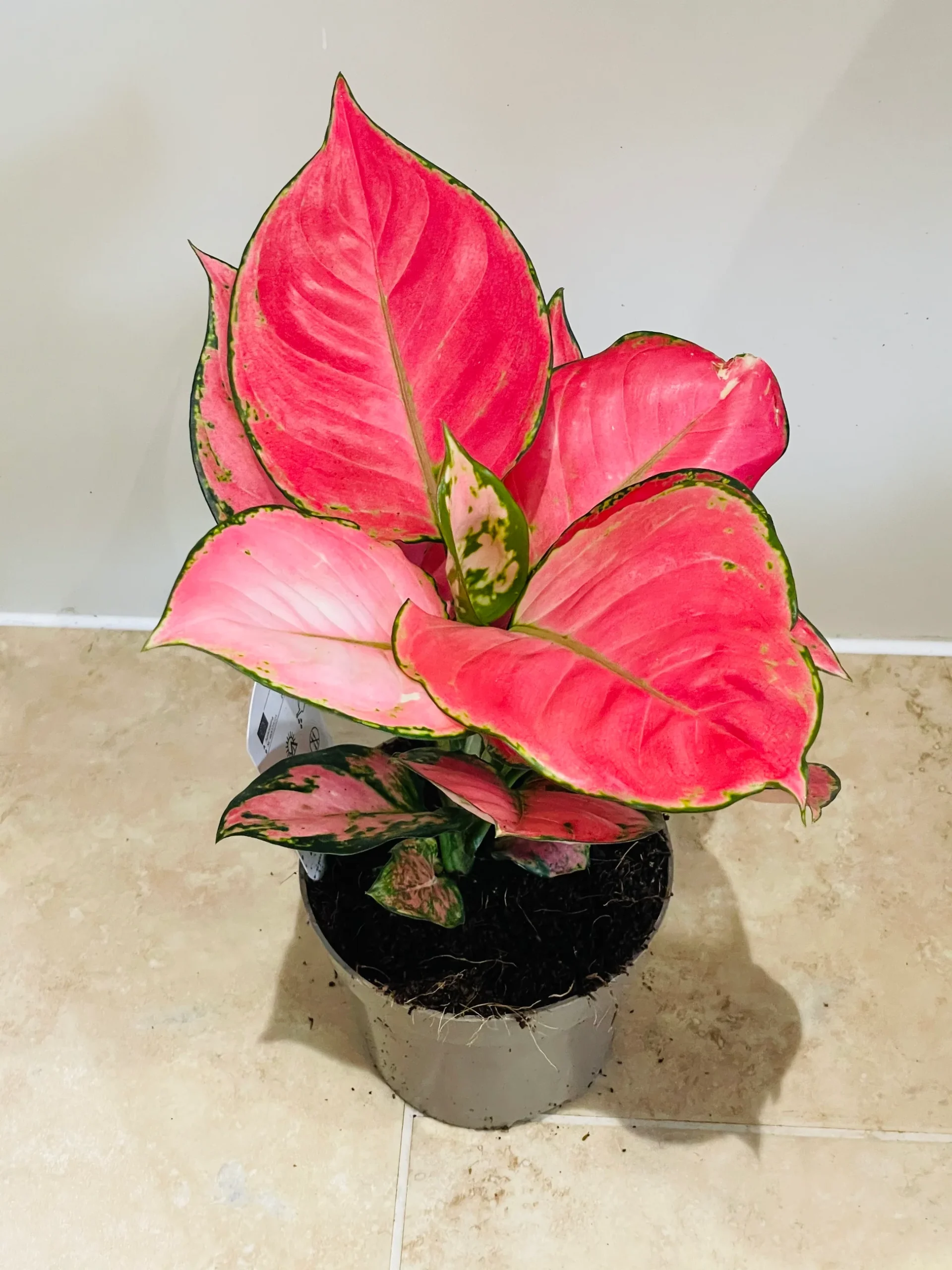 Aglaonema Pink Anyamanee Rare Imported Variety Natural Live Plant in Pot