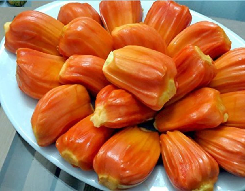 jack-fruit-plant114-1-ortel-original-imafyzhafak6ngxp
