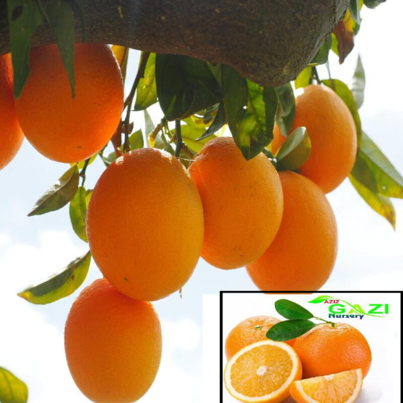 Orange Kinnow Variety santra Fruit Grafted Live Plant & Tree(1-2 Feet Size)