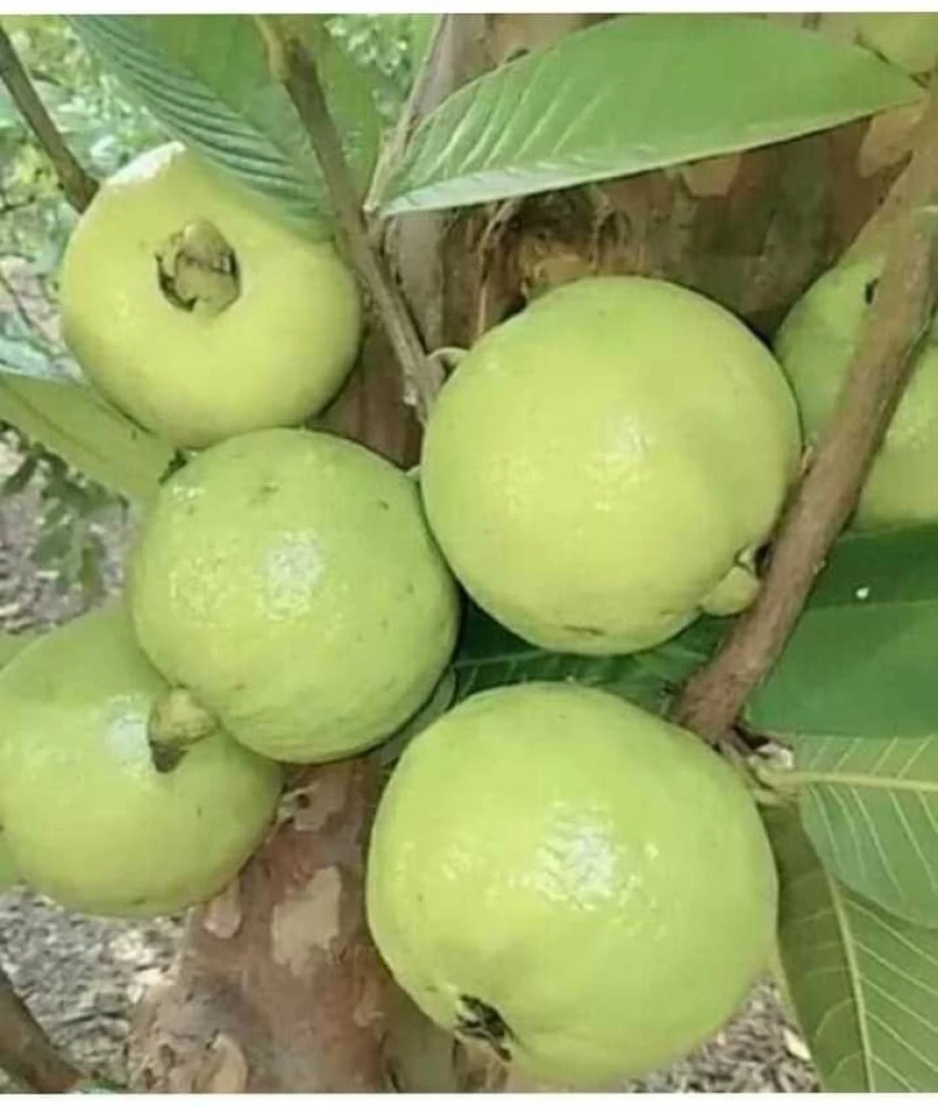 no-perennial-yes-hybrid-guava-plant-1-bijaya-online-store-original-imagd6sbfvhyx4mz