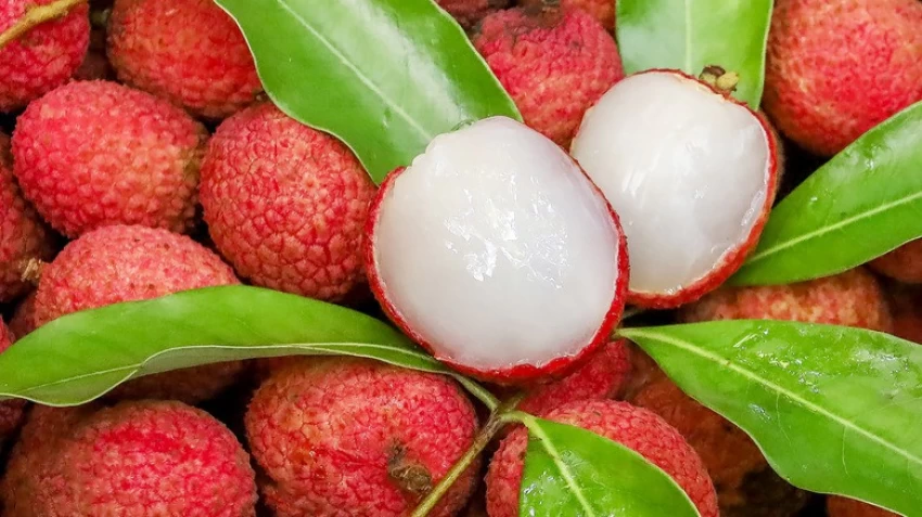 no-perennial-yes-litchi-fruit-plant-07-2-bijaya-online-store-original-imagdm983peux3xn