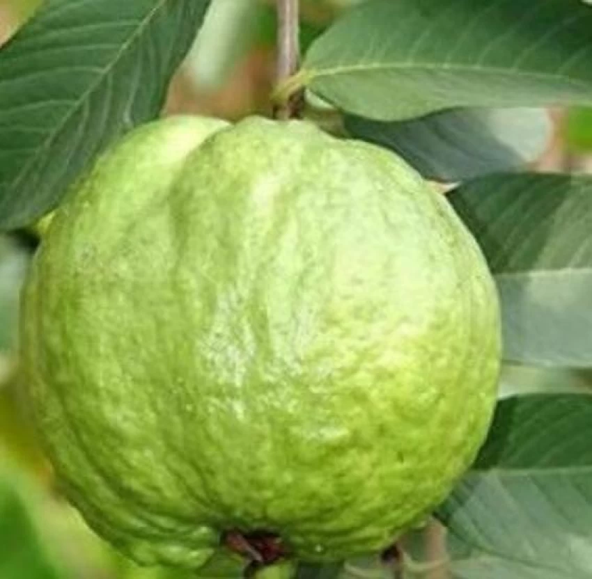 no-perennial-yes-peyara0025-1-pot-green-view-original-imagm4fbbhzpvu75