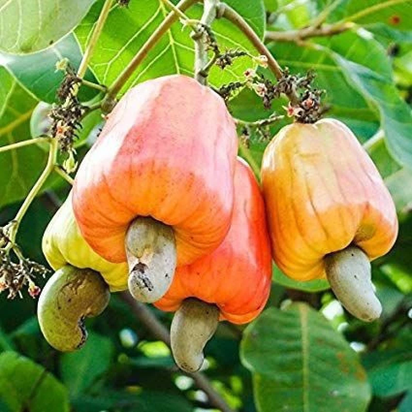 Cashew Jhargram 1 Variety Nut Kaju Fruit Live Plants & Tree(1.5-3 Feet Size)