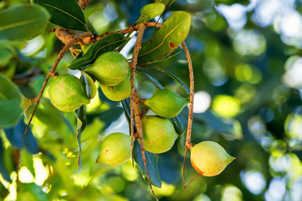 pflanze-macadamia-1024x683