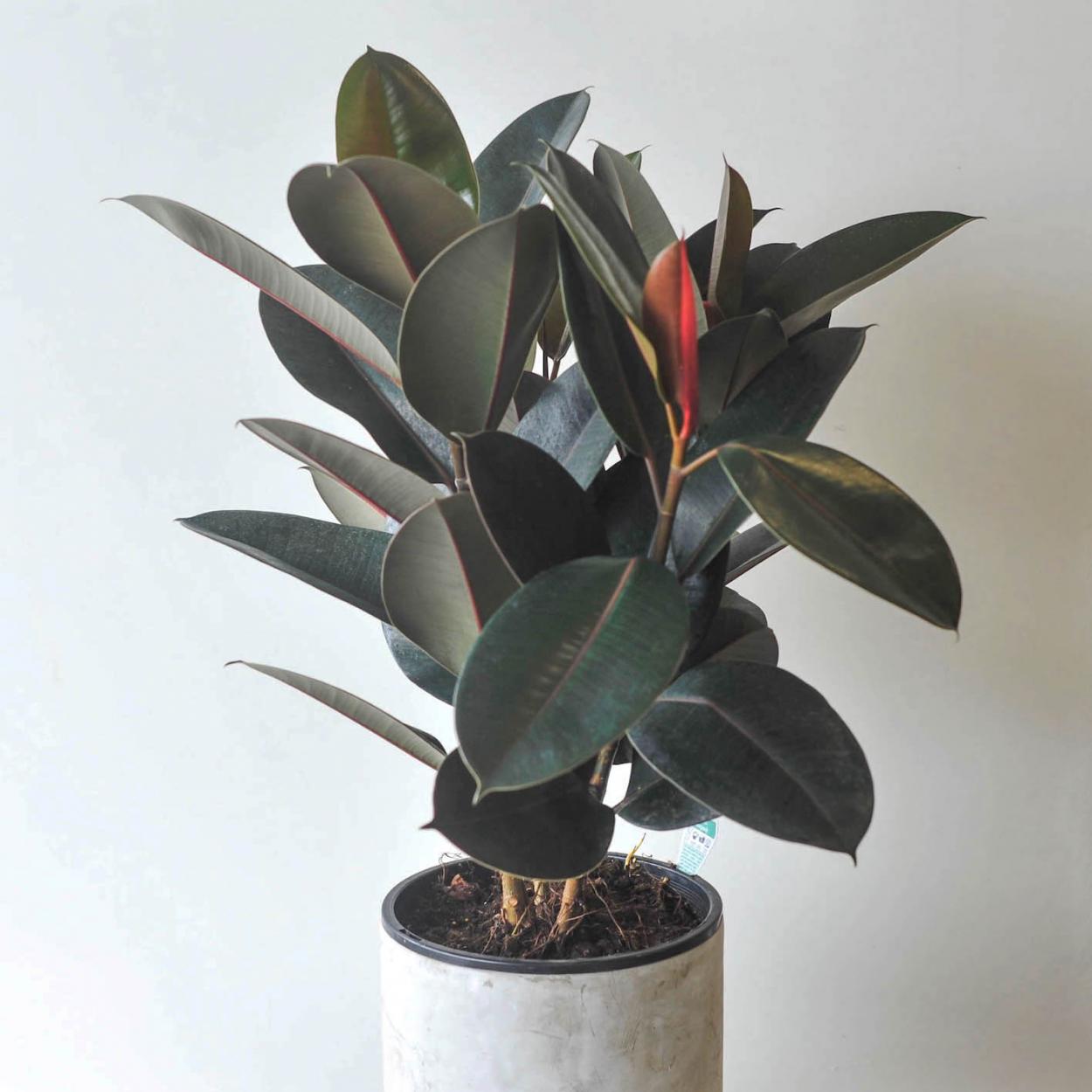 Black Rubber Indoor Plants for Living Room | Live Plants