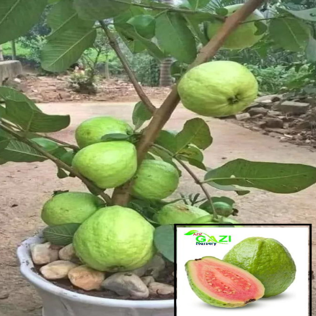 Guava Taiwan Pink Amrood Variety Fruit (Air Layering/Grafted) Live Plants & Tree(1.5-3 Feet Size)